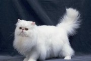 双鱼座最适合养蓝猫吗男生，双鱼座最适合养蓝猫吗男生